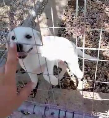 Carlos, Cucciolo Bianco Di 2 Mesi Cerca Casa!